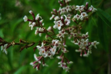 Coltivare Cedrina in Vaso: Guida Completa Passo-Passo