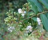 Mirto | Myrtus communis L. (fam. Mirtaceae)