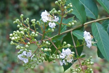 Mirto | Myrtus communis L. (fam. Mirtaceae)