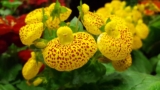 Orchidea – Cypripedium calceolus, detta scarpetta di venere