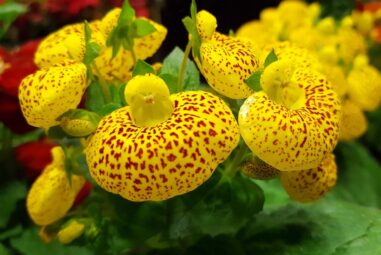 Orchidea – Cypripedium calceolus, detta scarpetta di venere