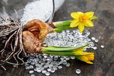 Le piante bulbose o  tuberi, rizomi…