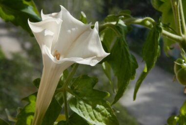 Piante velenose | Premessa