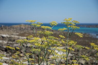 Il finocchio selvatico: foeniculum vulgare