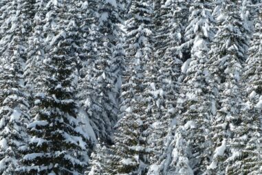 Abete bianco: prinicipe dei boschi