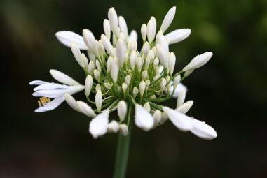 Aglio ursino, pianta medicinale utile anche in cucina