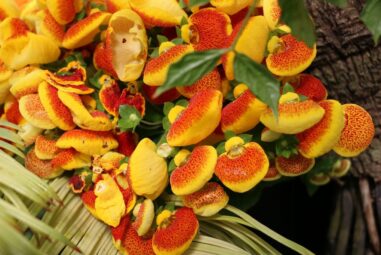 Calceolaria: la pianta â€œpantofolinaâ€