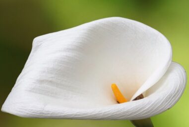 La Calla Bianca- zantedeschia aethiopica