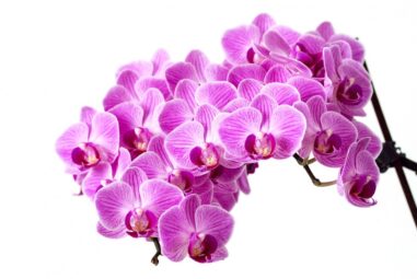 Orchidee | Orchidaceae | Orchidea