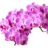 Orchidea | Liparis loeselii