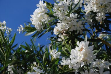 Piante velenose: Elenco delle specie, autoctone-native