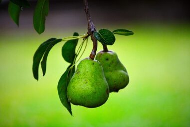 Pero albero da frutto: scheda colturale