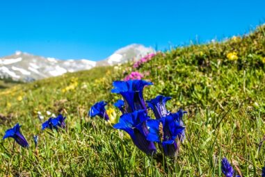 Genziana: La storia e le origini