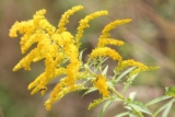 Il Solidago conosciuto anche come Verga dâ€™Oro