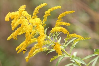 Il Solidago conosciuto anche come Verga dâ€™Oro