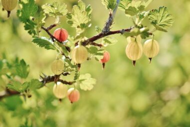 Uva Spina | Ribes grossularia, Ribes uva crispa