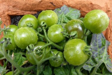 Pomodori sul balcone? Ecco come coltivarli