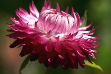 Elicriso | Helichrysum italicum