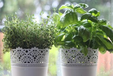 Orto: Le piante per condire i cibi