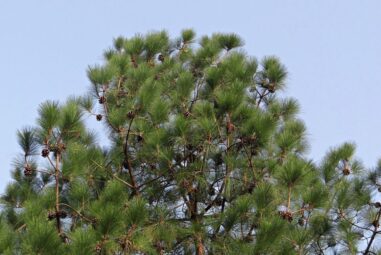 Abete Bianco o Abies concolor delle Pinaceae