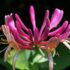 Delosperma | pianta sempre verde