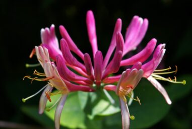 Caprifoglio | Lonicera spp. (fam. Caprifoliaceae)