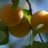 Arancio: un albero della vitamina C