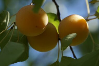 Albicocco delle Rosaceae o Armeniaca vulgaris