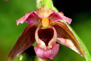 Eplpactis helleborine: orchidea selvatica