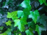 Edera | Hedera helix, pianta sempreverde