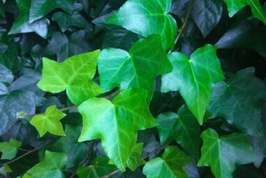 Edera | Hedera helix, pianta sempreverde