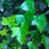 Uva Spina | Ribes grossularia, Ribes uva crispa