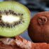 Piante d’appartamento: come trattarle