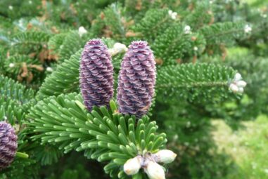 Abies Koreana, famiglia Pinaceae