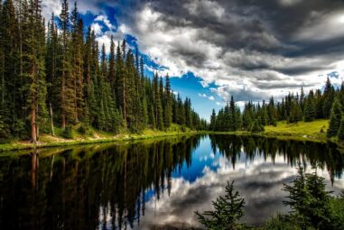 Abete del Colorado