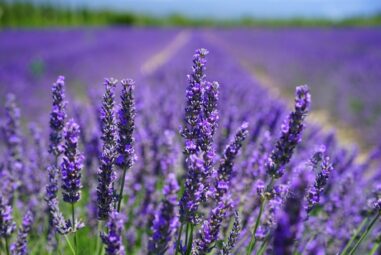 Lavanda | Lavandula stoechas (fam. Labiatae)