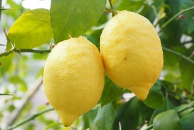 Pianta di limone: come farla crescere