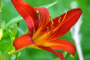 Giglio rosso | Lilium bulbiferum