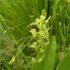 Orchidee | Orchidaceae | Orchidea
