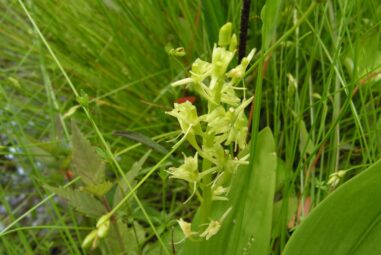 Orchidea | Liparis loeselii