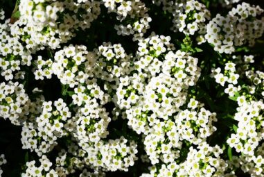 Alisso – Alyssum: le diverse varietÃ 