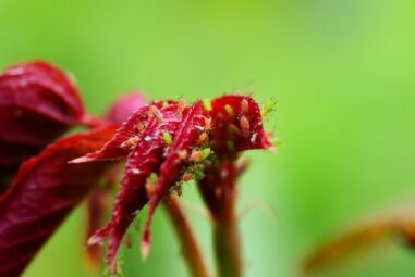 Malattie delle rose e Parassiti