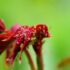 Rosaceae: Il pesco, bellissimi fiori
