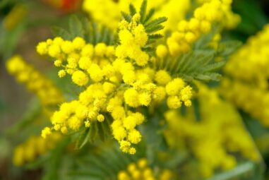Mimosa: Acacia dealbata (Fabaceae)