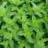 Mentha requienii (Menta bistaminata)