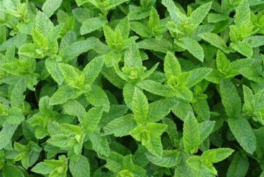 Coltivazione e usi della menta