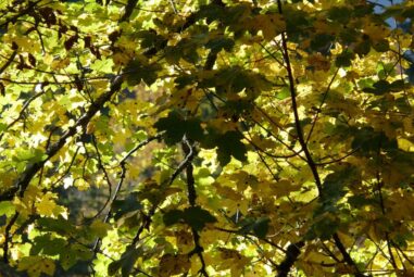 Acer Pseudoplatanus conosciuto come Acero montano