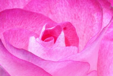 Rose floribunda, la Rosa Multiflora