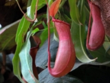 Nepenthes: pianta carnivora