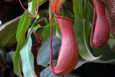 Nepenthes: pianta carnivora